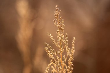 tarladaki kuru otlar