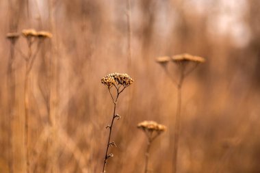 Bahçedeki güzel çiçekler