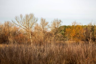 Sonbahar manzarası, ağaçlar, kuru sarı yapraklar, sonbahar.