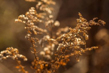 Sabah ışığında çiğ taneli kuru otlar. Yüzeyin derinliği.
