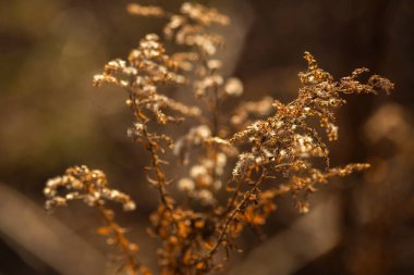 Kuru çiçekler sonbaharda bir çalılığın dalında