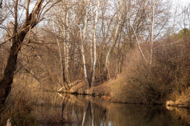 Ağaçları ve yansımaları olan bir nehir.