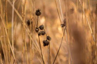 alanında sonbahar çim