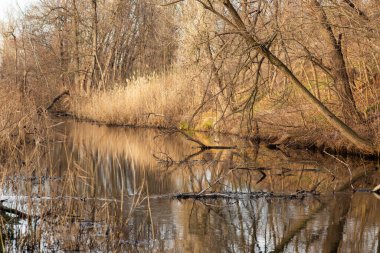 Bir ağaç ve küçük bir nehir ile sonbahar nehri manzarası