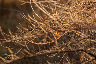 Parkta sonbahar yaprakları