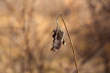 Sonbaharda kuru dalda kuru kahverengi yaprak