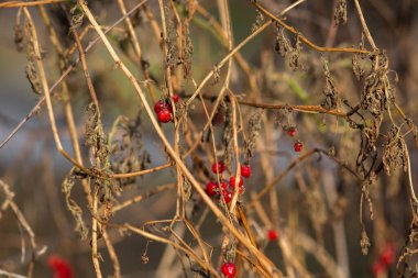 Kırmızı ve beyaz sonbahar yapraklarının yakın plan çekimi.