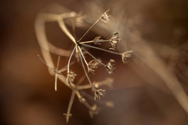 Ormandaki kuru bitki.