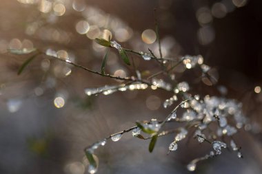 Bahçede güzel bahar çiçekleri