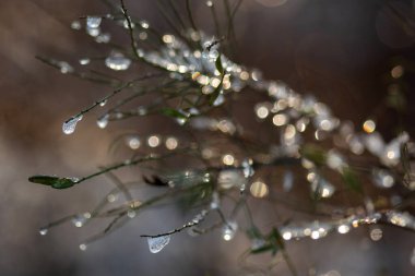 Bahçede güzel bahar çiçekleri