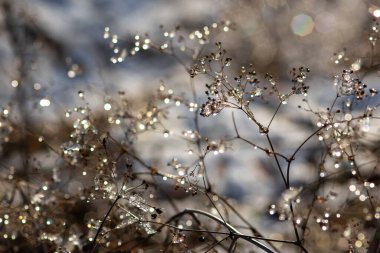 Çam ağaçlarının dallarında don