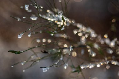 Kış ormanında donmuş bitkiler.