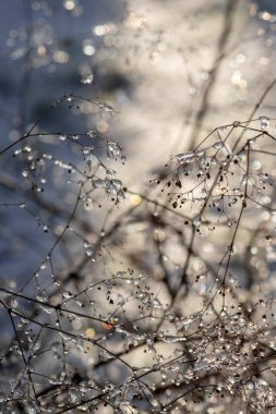Güzel botanik fotoğrafı, doğal duvar kağıdı.