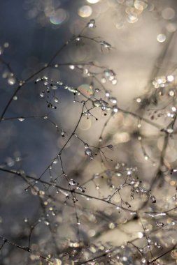 Sabahları ormandaki bir ağacın dallarına yağmur damlaları düşer.