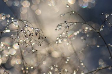 Arkaplanı bulanık donmuş dallar..