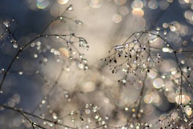 Ormandaki bir ağacın donmuş dalları