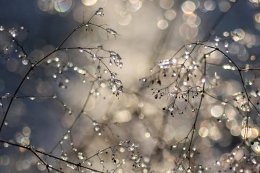 Ağaçlı güzel kış manzarası