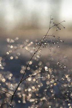 Buzdaki donmuş çimenler