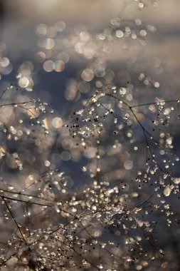 Kışın donmuş bir ağacın donmuş buzunun yakınında. makro fotoğraf