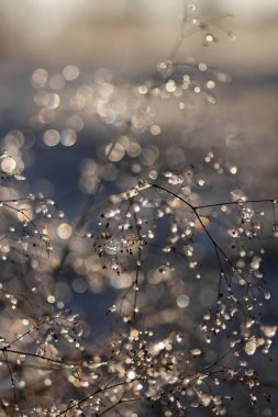 Su damlaları olan güzel bir ağacın yakın çekimi.