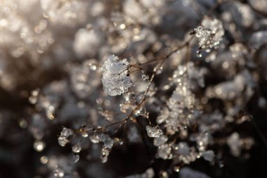 Kış, sabah bir ağacın dallarını kaplamıştı.
