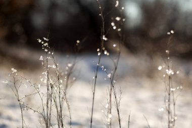 Kışın çimenlerin üzerinde don