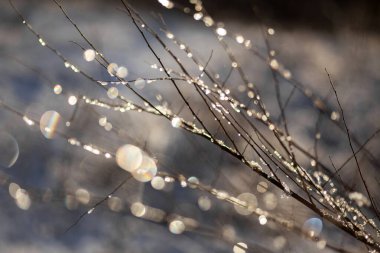 Güzel kış ormanı Sabah güneşinde.