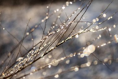 Sabah güneşinde çimlerin üzerinde çiy taneleri