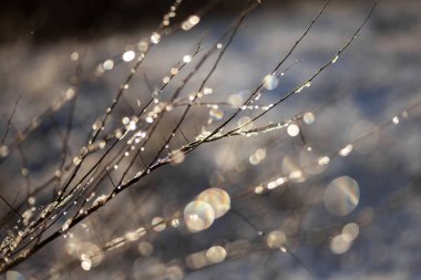 Kışın donmuş çimenler