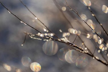 Karla kaplı dalları olan güzel bir kış ormanı