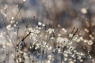 Kış geçmişi. Kış ormanında don.