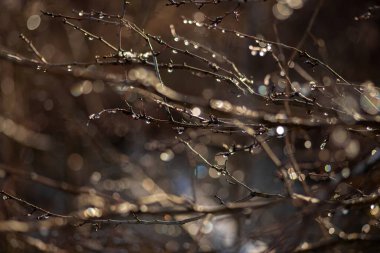 Ağaç dallarının yakın plan çekimi.