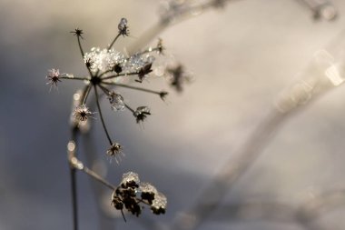 Mavi gökyüzünün arka planında güzel çiçekler