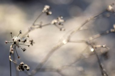 Güzel botanik fotoğrafı, doğal duvar kağıdı.