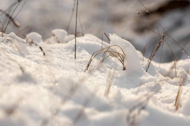 Kar- ormandaki çimenler