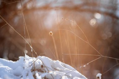 Karla kaplı ağaçlarla kaplı kış arkaplanı.