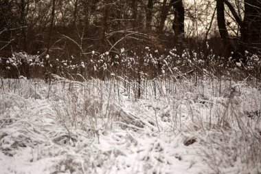 Parktaki kış ormanı