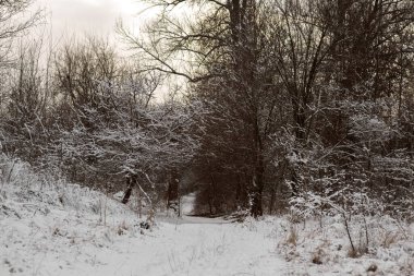 Karda kış ormanı.