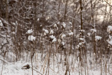 Karda donmuş bitkiler