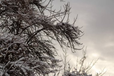 Ağaçların dalları ve kar ormanın arka planında.