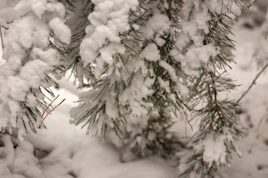 Noel arkaplanı, yeni yıl kartı, tatil konsepti