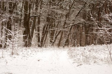 Karda kış manzarası
