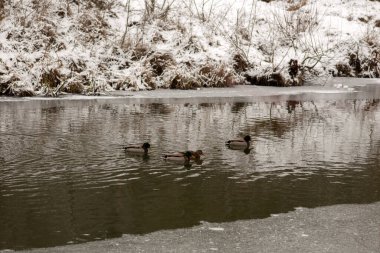 Ördekler kış nehrinde yüzüyor