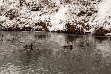 Kış manzarası ördekler ile gölde