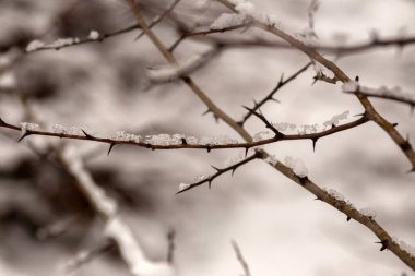 Karla kaplı ağaç dalı