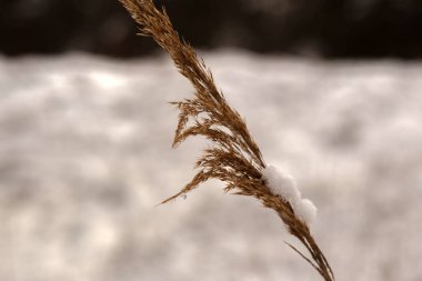 kuru ot Frost ile kaplı