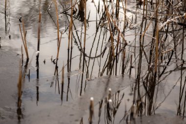 Nehir kıyısında sazlıklar