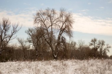 Kış manzarası, karla kaplı ağaçlar