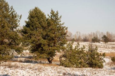 Kışın parktaki ağaçlar. Doğa