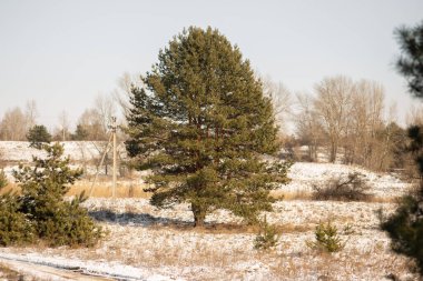 Kış ormanında bir ağaç. yüksek kaliteli fotoğraf